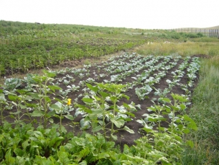 Сельхозработы июль 2011