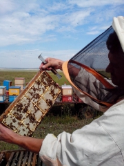 Пчеловод Олег с минирамкой.