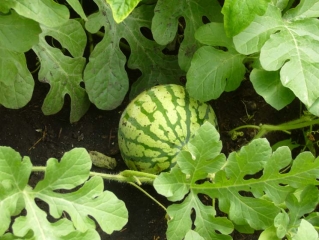 Фермерское хозяйство