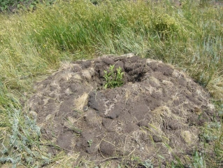 Фермерское хозяйство