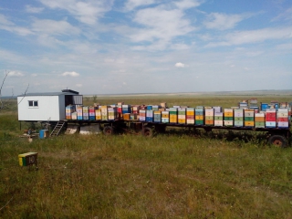 Пасека на Аркаиме
